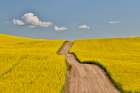 USA, Washington State, Palouse. Dirt road cutting through canola field Art Print